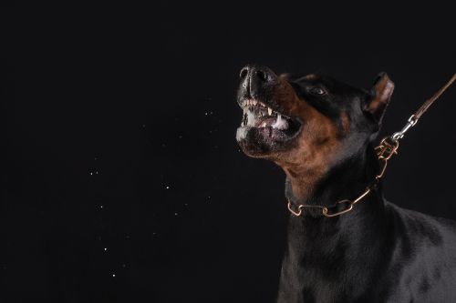 Can You File a Dog Bite Lawsuit Without Visible Injuries in North Carolina